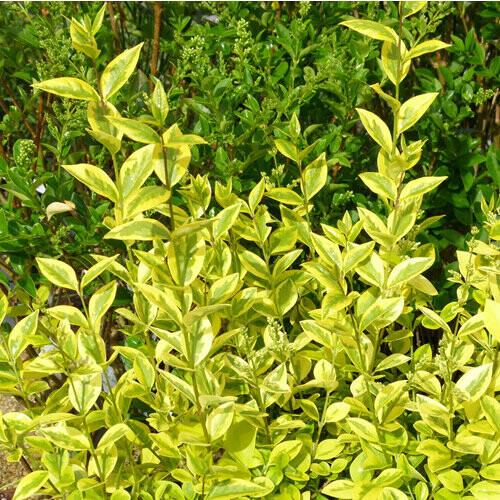 Gardeners Dream Ligustrum Aureum - Gold Privet (9cm, 5 plants) 1