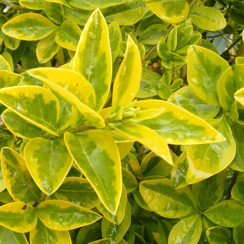 Gardeners Dream Ligustrum Aureum - Gold Privet (9cm, 5 plants) 2