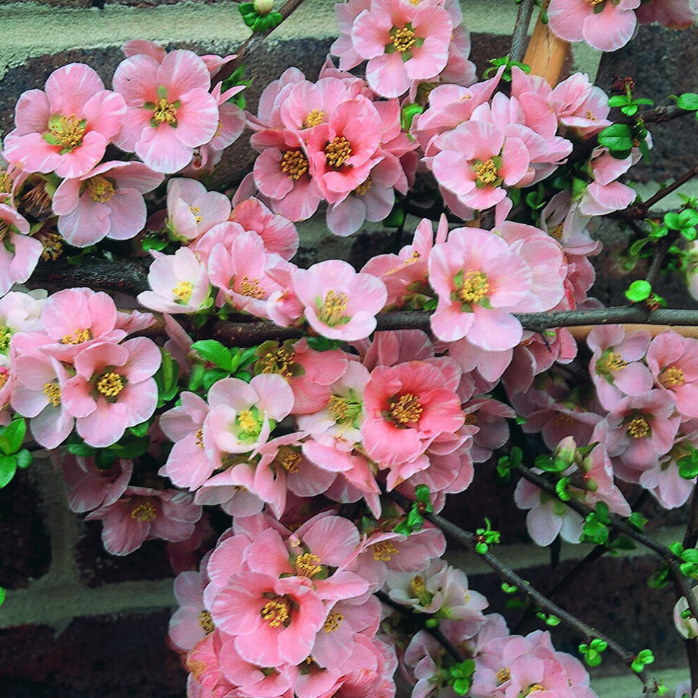 Gardeners Dream 1 X Chaenomeles 'Madame Butterfly' Japanese Quince Deciduous Shrub Plant In Pot
