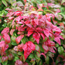 Nandina Domestica 'Firepower' Hardy Evergreen Heavenly Bamboo Shrub | 9Cm Pot