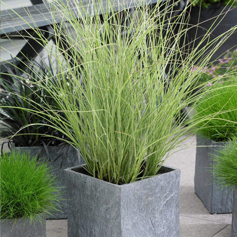 Gardeners Dream 1 X Miscanthus Sinensis 'Morning ' Eulalia Deciduous Shrub Plant In Pot Light