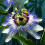Gardeners Dream Passiflora 'Caerulea' Semi-Evergreen Hardy Compact Garden Shrub | 9Cm Pot 5
