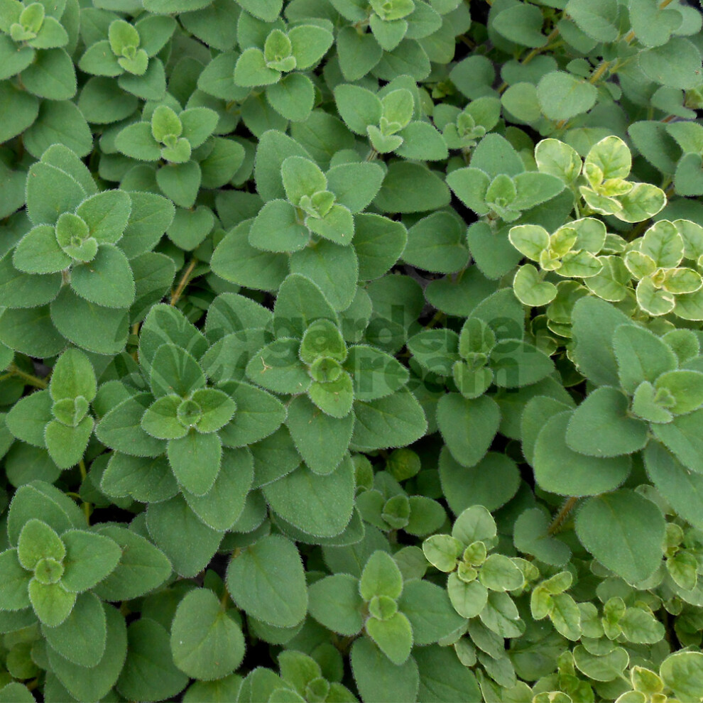 Potted Herbs - Oregano Hot N Spicy (8cm)