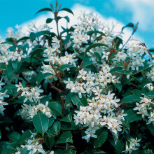 1 X Osmanthus 'Burkwoodii' Burkwood Evergreen Shrub Hardy Garden Plant In Pot