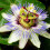 Gardeners Dream Passiflora 'Caerulea' Semi-Evergreen Hardy Compact Garden Shrub | 9Cm Pot 1