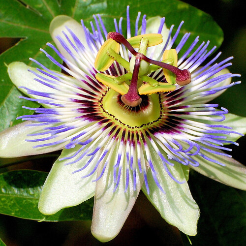 Gardeners Dream Passiflora 'Caerulea' Semi-Evergreen Hardy Compact Garden Shrub | 9Cm Pot