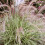 Gardeners Dream Pennisetum setaceum Sky Rocket (9cm) 2
