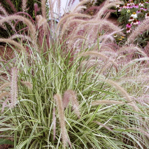 Gardeners Dream Pennisetum setaceum Sky Rocket (9cm) 1