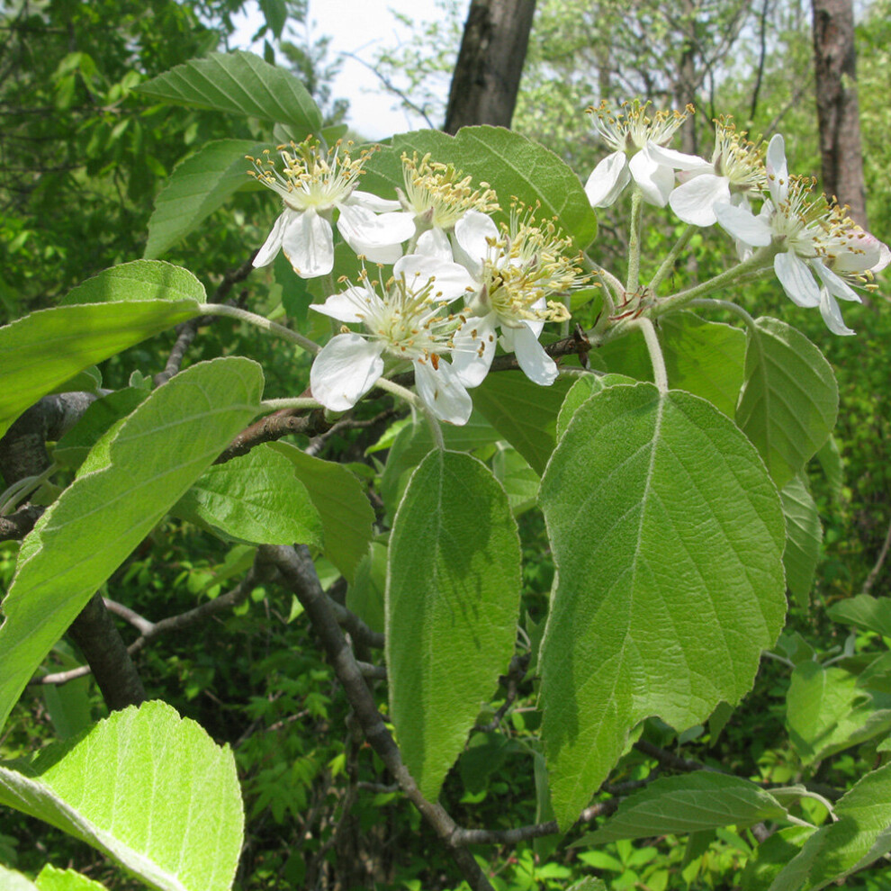 Malus Tschonoskii | Pillar Crab Apple | Ornamental Garden Tree | 5-6Ft