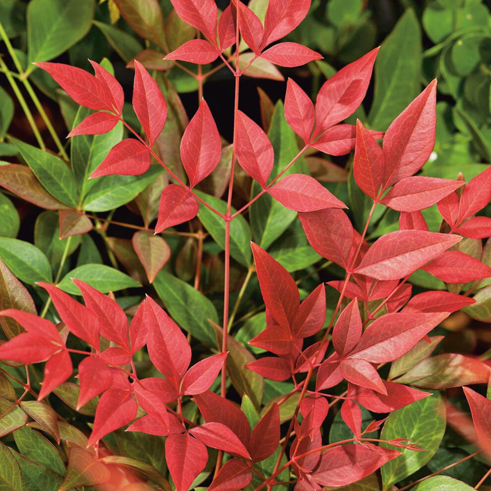 Nandina Domestica 'Obsessed' Heavenly Bamboo Hardy Evergreen Shrub | 9Cm Pot