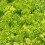 Gardeners Dream Potted Herbs - Parsley Curled (8cm) 1