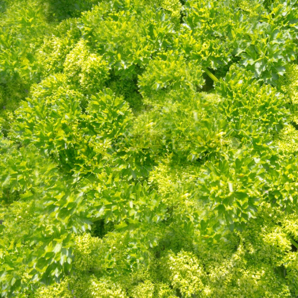 Potted Herbs - Parsley Curled (8cm)