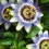 Gardeners Dream Passiflora 'Caerulea' Semi-Evergreen Hardy Compact Garden Shrub | 9Cm Pot 2