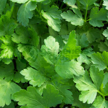 Potted Herbs - Parsley Flat (8cm)