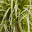 Gardeners Dream Pennisetum setaceum Sky Rocket (9cm) 3
