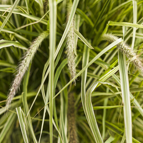 Gardeners Dream Pennisetum setaceum Sky Rocket (9cm) 2