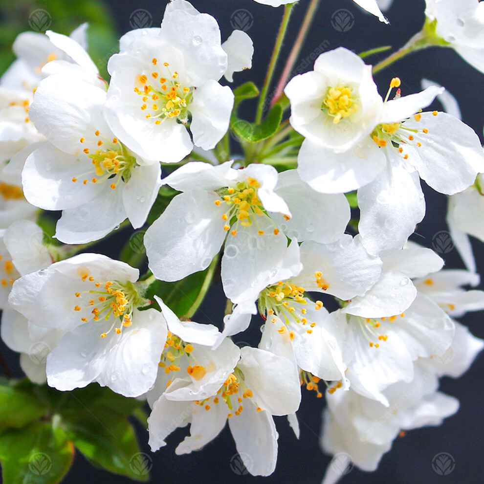 Gardeners Dream Malus Brevipes Wedding Bouquet | Crab Apple | Ornamental Garden Tree | 5-6Ft