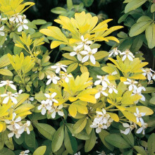 1 X Choisya 'Sundance' Mexican Orange Evergreen Hardy Shrub Plant In Pot