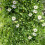 Gardeners Dream Passiflora 'Caerulea' Semi-Evergreen Hardy Compact Garden Shrub | 9Cm Pot 3