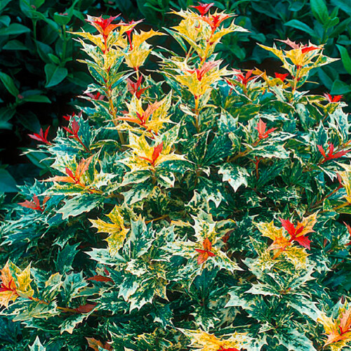 Osmanthus heterophyllus 'Goshiki' False Holly - Compact Evergreen Shrub in Pot with Fragrant Flowers (9CM_OSMGOS_#1_GD)