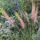 Gardeners Dream Pennisetum setaceum Sky Rocket (9cm) 4
