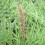 Gardeners Dream Pennisetum setaceum Sky Rocket (9cm) 5