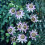 Gardeners Dream Passiflora 'Caerulea' Semi-Evergreen Hardy Compact Garden Shrub | 9Cm Pot 4