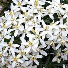 1 X Choisya 'White Dazzler' Mexican Orange Evergreen Hardy Shrub Plant In Pot