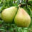 Gardeners Dream (Comice) Patio Fruit Tree Collection | Various Fruits | Ideal For Small Gardens  | 2-3Ft 4