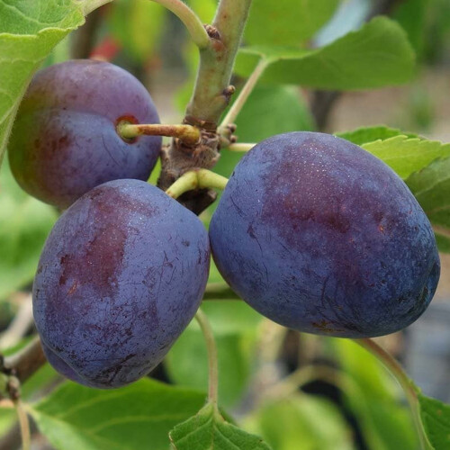 Gardeners Dream (Opal) Patio Fruit Tree Collection | Various Fruits | Ideal For Small Gardens  | 2-3Ft 1