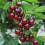 Gardeners Dream (Morello) Patio Fruit Tree Collection | Various Fruits | Ideal For Small Gardens  | 2-3Ft 3