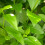 Gardeners Dream Ligustrum Ovalifolium - Green Privet (9cm, 5 plants) 4