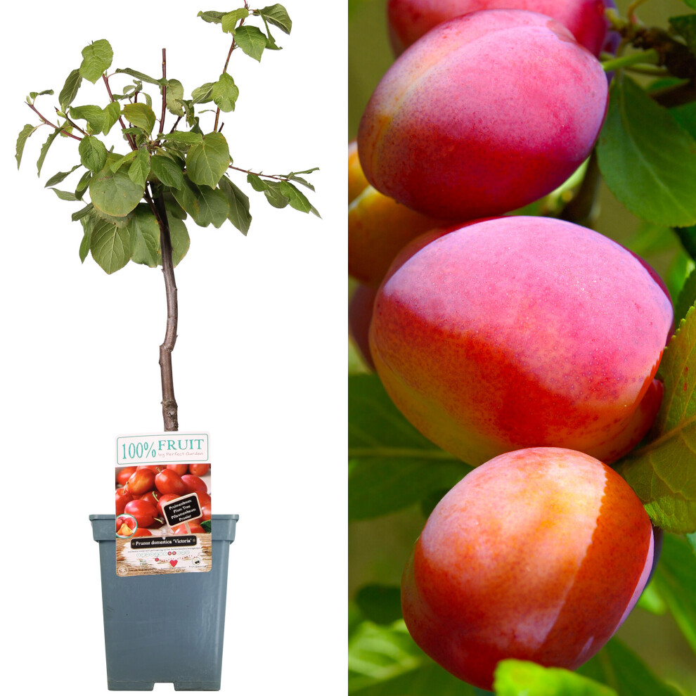 Gardeners Dream (Victoria) Patio Fruit Tree Collection | Various Fruits | Ideal For Small Gardens | 2-3Ft