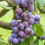 Gardeners Dream (Opal) Patio Fruit Tree Collection | Various Fruits | Ideal For Small Gardens  | 2-3Ft 3
