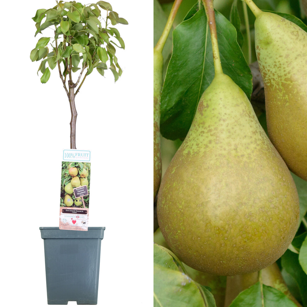 Gardeners Dream (Conference) Patio Fruit Tree Collection | Various Fruits | Ideal For Small Gardens | 2-3Ft