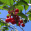 Gardeners Dream (Morello) Patio Fruit Tree Collection | Various Fruits | Ideal For Small Gardens  | 2-3Ft 4