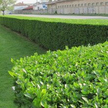 Ligustrum Ovalifolium - Green Privet (9cm, 5 plants)