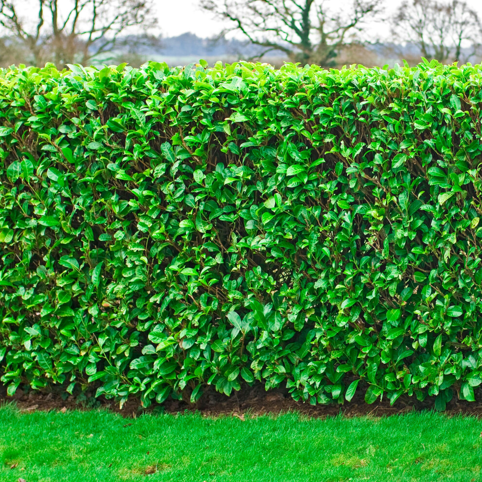 (250, 1-2ft) Prunus Rotundifolia 'Cherry Laurel' Bare Root Hedge Green Hedging Tree Plants