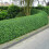 Gardeners Dream Ligustrum Ovalifolium - Green Privet (9cm, 5 plants) 2