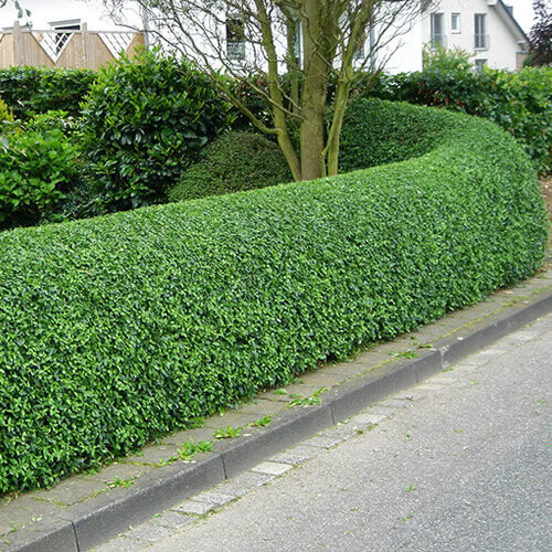 Gardeners Dream Ligustrum Ovalifolium - Green Privet (9cm, 5 plants) 1