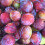 Gardeners Dream (Opal) Patio Fruit Tree Collection | Various Fruits | Ideal For Small Gardens  | 2-3Ft 4