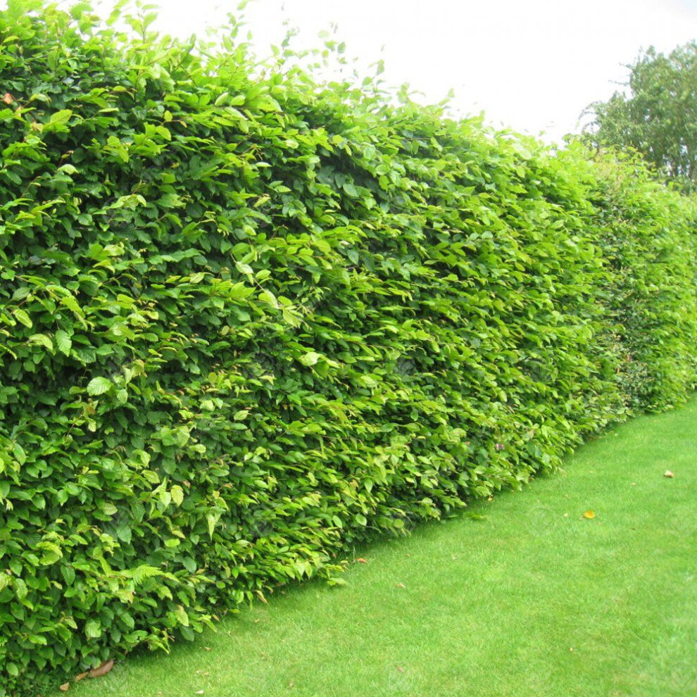 (200, 1-2ft) Carpinus Betulus 'Hornbeam' Bare Root Hedge Green Hedging Tree Plants