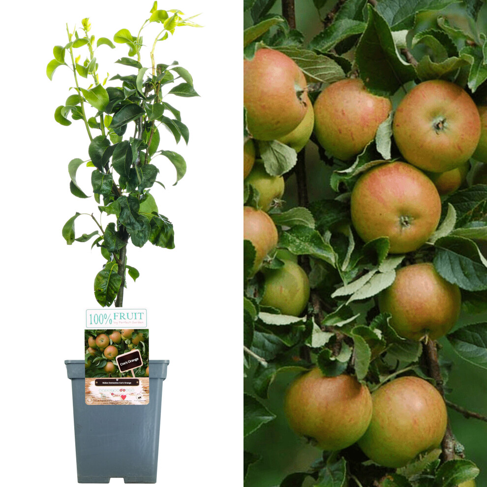 (Cox) Patio Fruit Tree Collection | Various Fruits | Ideal For Small Gardens  | 2-3Ft