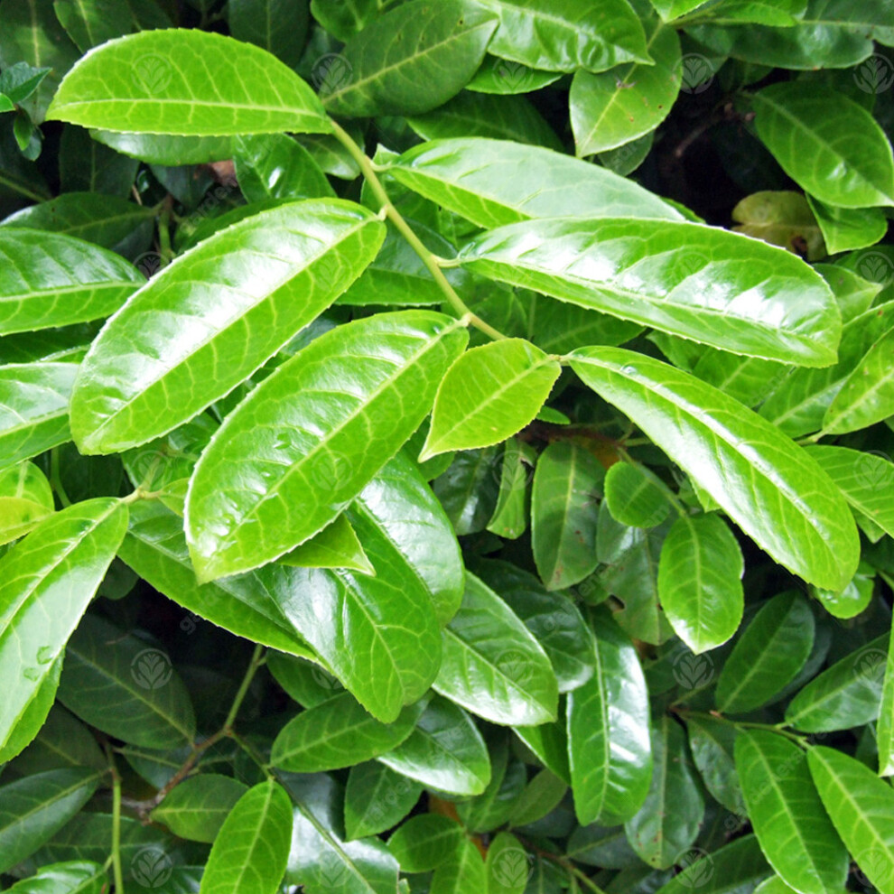 (50, 2-3ft) Prunus Rotundifolia 'Cherry Laurel' Bare Root Hedge Green Hedging Tree Plants