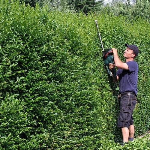 Gardeners Dream Ligustrum Ovalifolium - Green Privet (9cm, 5 plants) 2