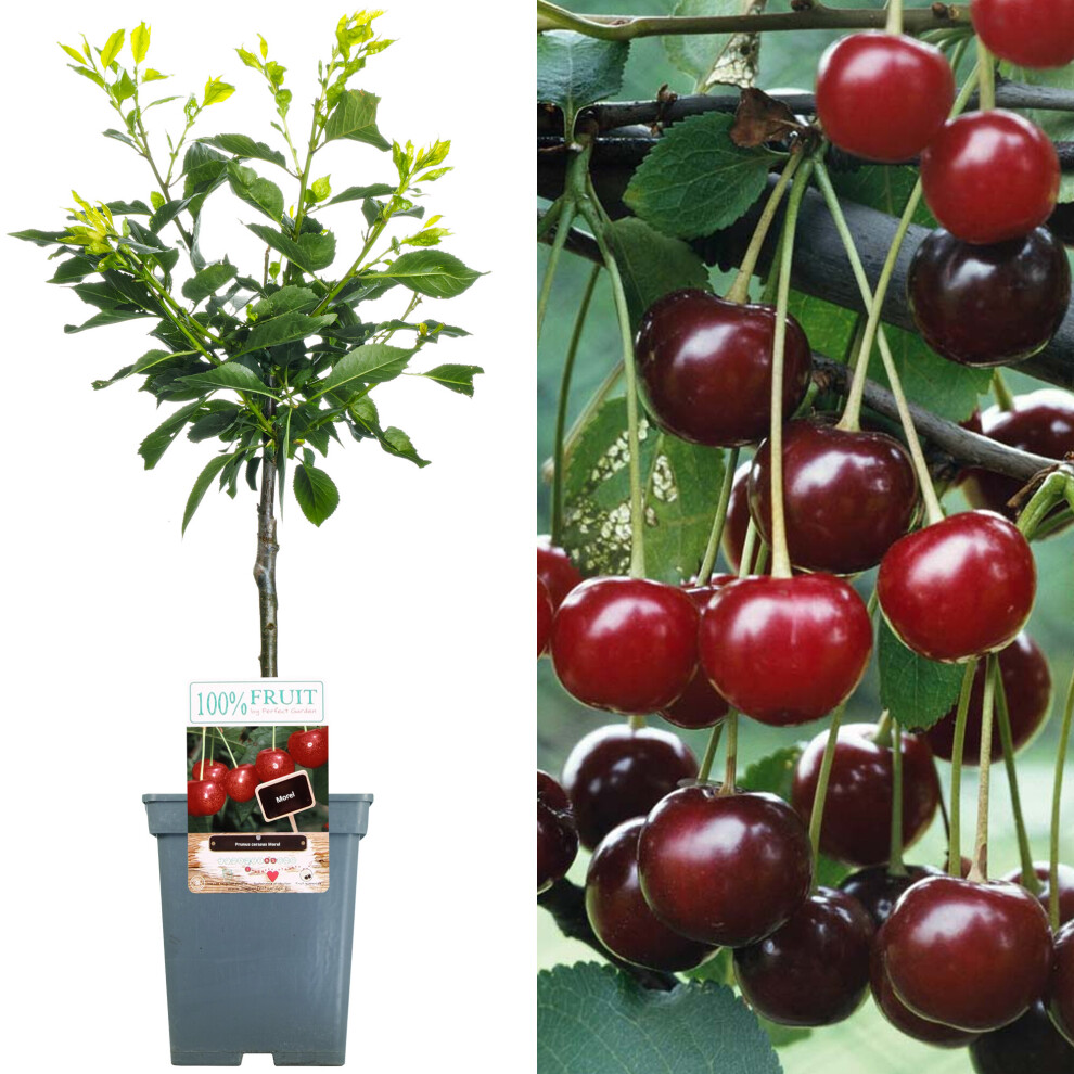 (Morello) Patio Fruit Tree Collection | Various Fruits | Ideal For Small Gardens  | 2-3Ft