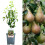 Gardeners Dream (Comice) Patio Fruit Tree Collection | Various Fruits | Ideal For Small Gardens  | 2-3Ft 1