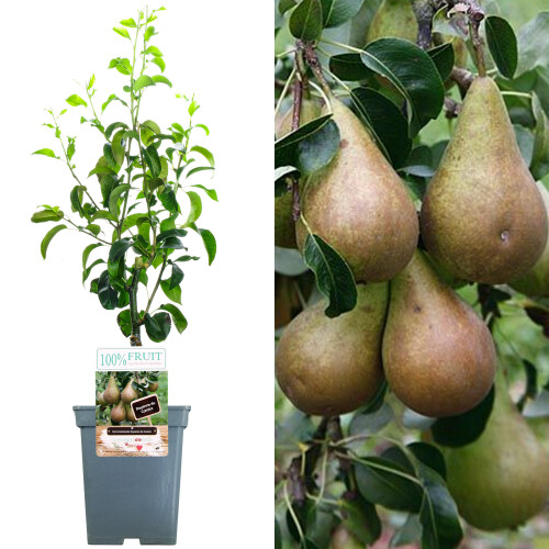 Gardeners Dream (Comice) Patio Fruit Tree Collection | Various Fruits | Ideal For Small Gardens  | 2-3Ft