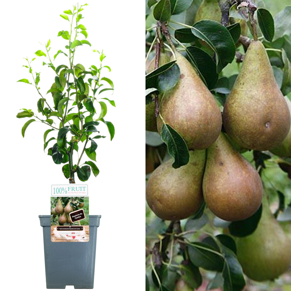 (Comice) Patio Fruit Tree Collection | Various Fruits | Ideal For Small Gardens  | 2-3Ft