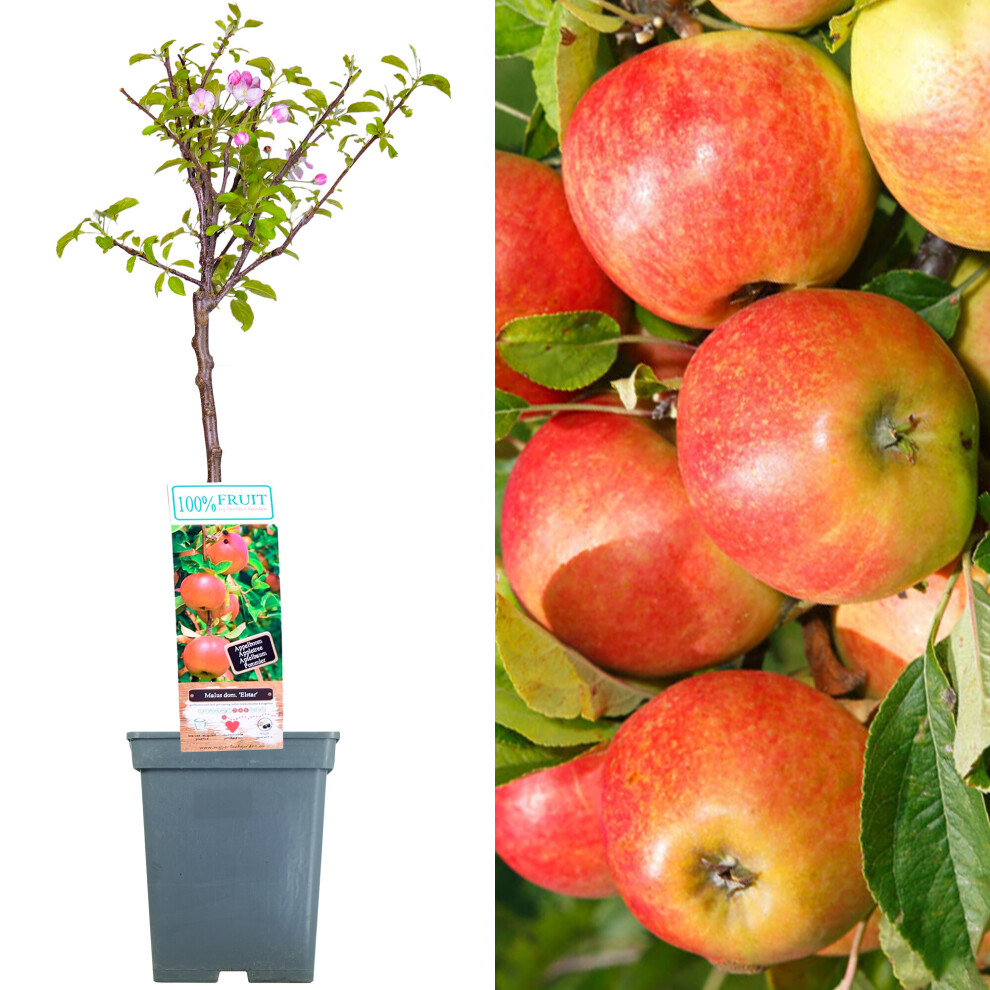 (Elstar) Patio Fruit Tree Collection | Various Fruits | Ideal For Small Gardens  | 2-3Ft